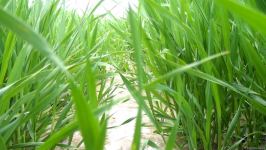 Агдамские фермеры поблагодарили Президента Ильхама Алиева за ускоренные работы по организации процесса орошения - Репортаж Trend TV