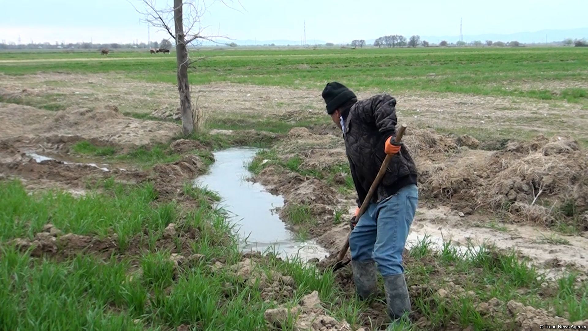 Агдамские фермеры поблагодарили Президента Ильхама Алиева за ускоренные работы по организации процесса орошения - Репортаж Trend TV