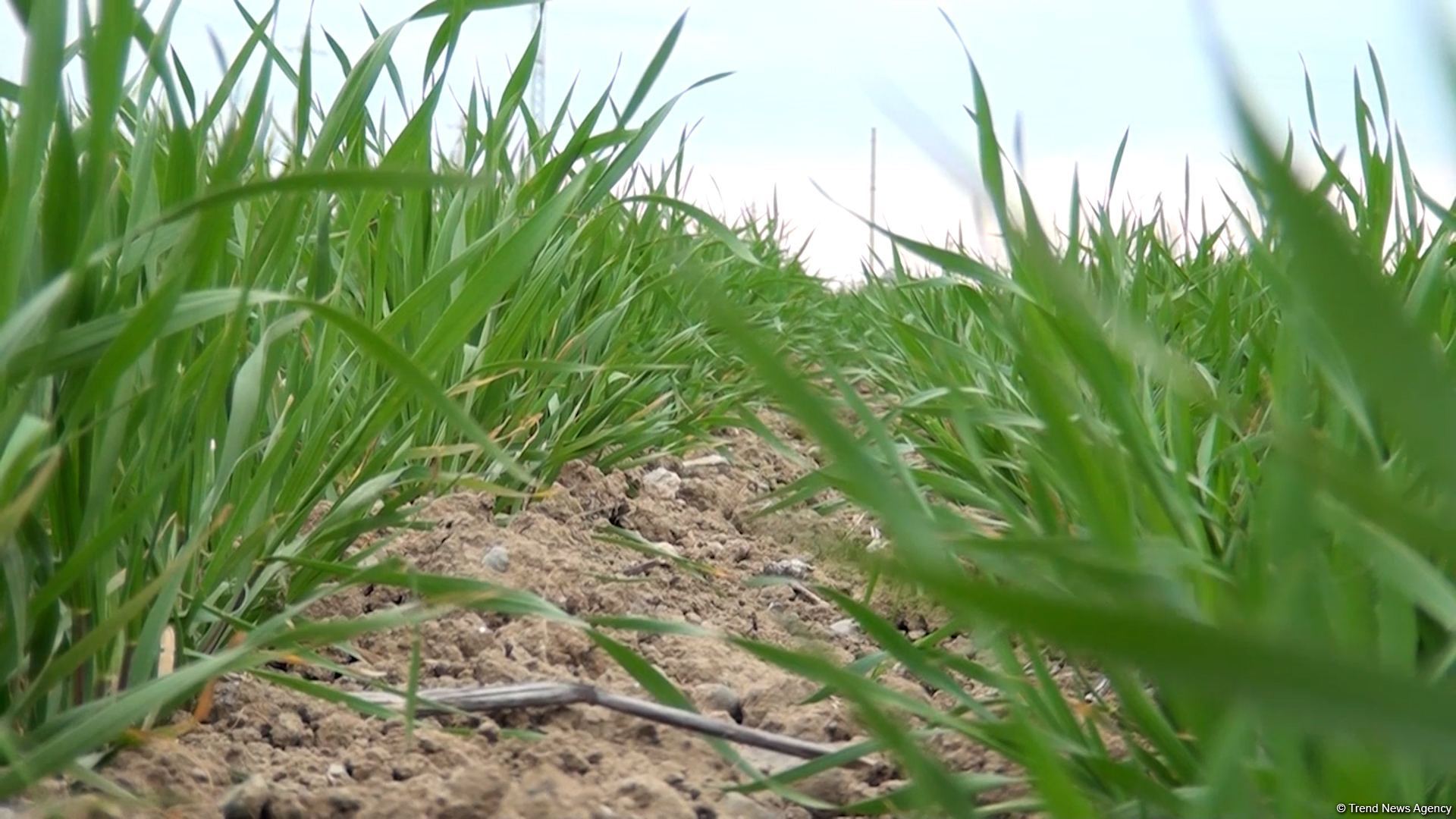 Агдамские фермеры поблагодарили Президента Ильхама Алиева за ускоренные работы по организации процесса орошения - Репортаж Trend TV