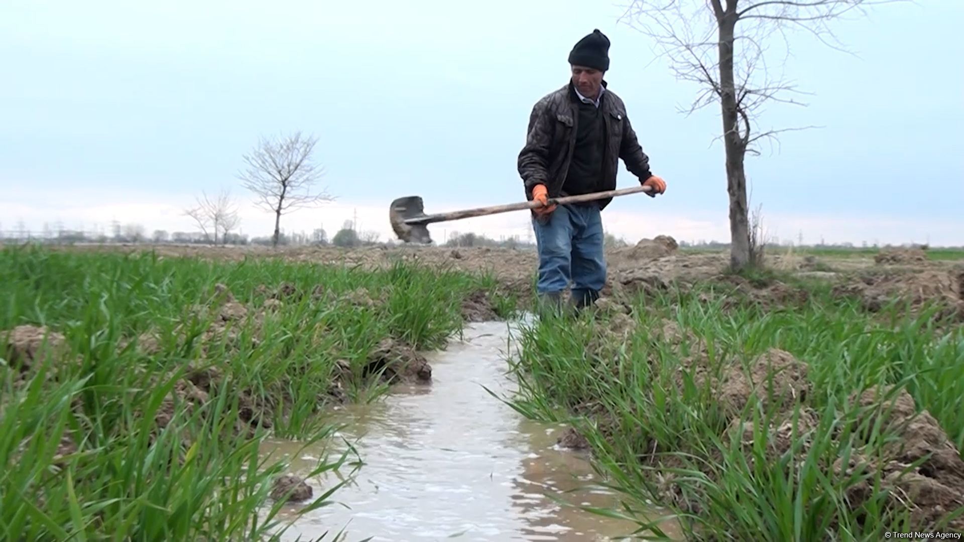 Агдамские фермеры поблагодарили Президента Ильхама Алиева за ускоренные работы по организации процесса орошения - Репортаж Trend TV