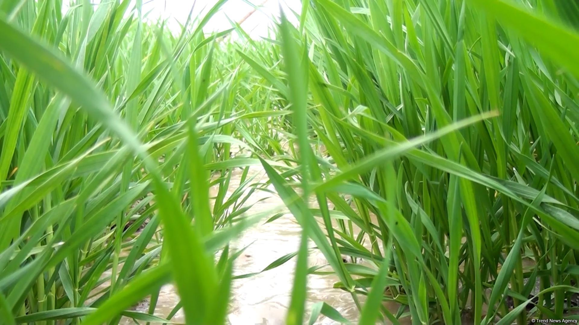 Агдамские фермеры поблагодарили Президента Ильхама Алиева за ускоренные работы по организации процесса орошения - Репортаж Trend TV