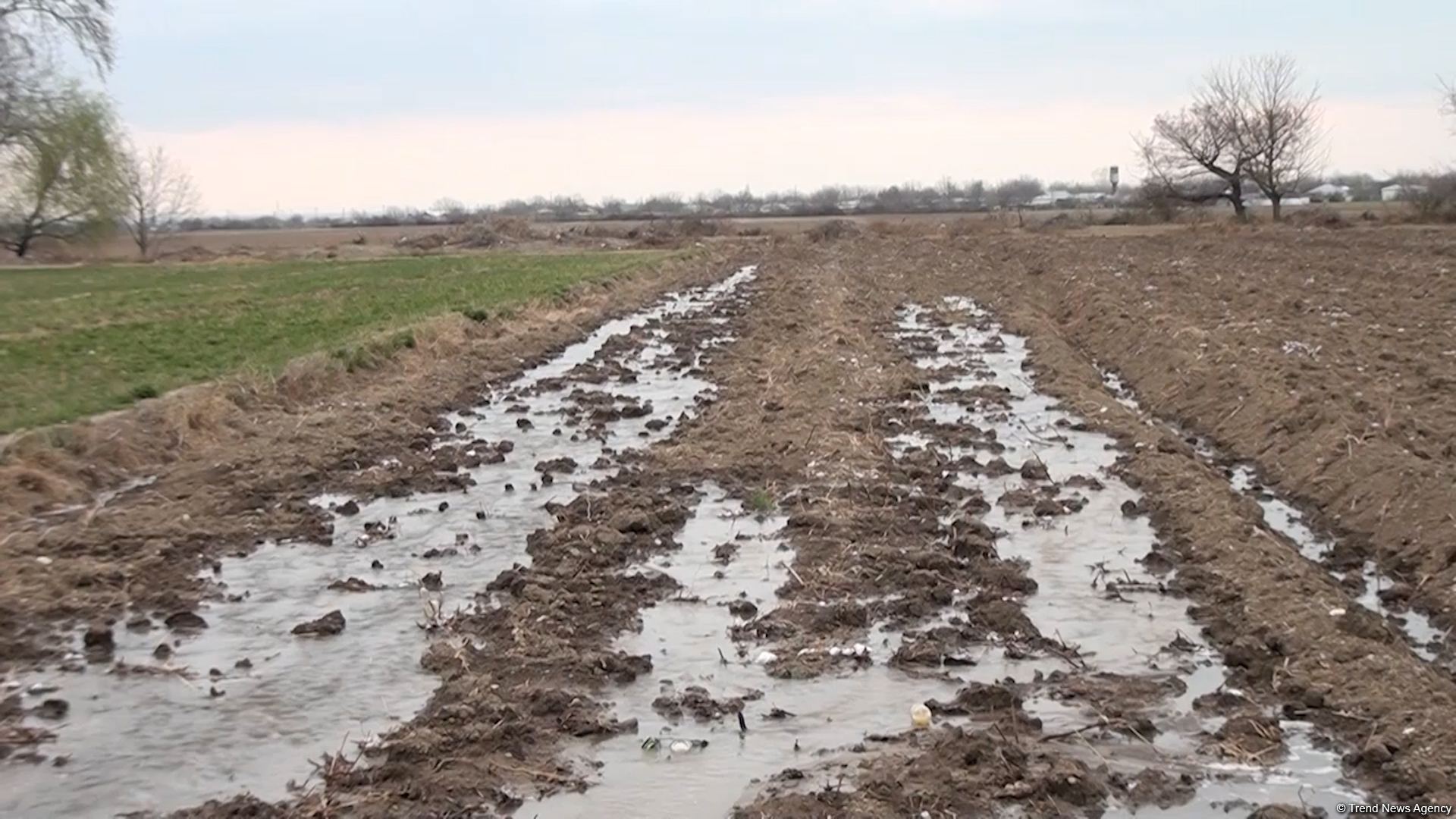 Агдамские фермеры поблагодарили Президента Ильхама Алиева за ускоренные работы по организации процесса орошения - Репортаж Trend TV