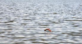 Приморский бульвар Баку (ФОТОСЕССИЯ)