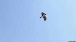 Приморский бульвар Баку (ФОТОСЕССИЯ)