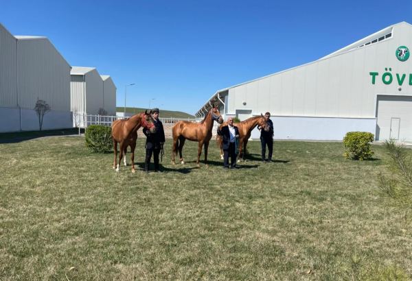 В Азербайджане впервые выставили на аукцион карабахских скакунов (ВИДЕО)