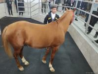 В Азербайджане впервые прошел аукцион по продаже карабахских скакунов (ФОТО)