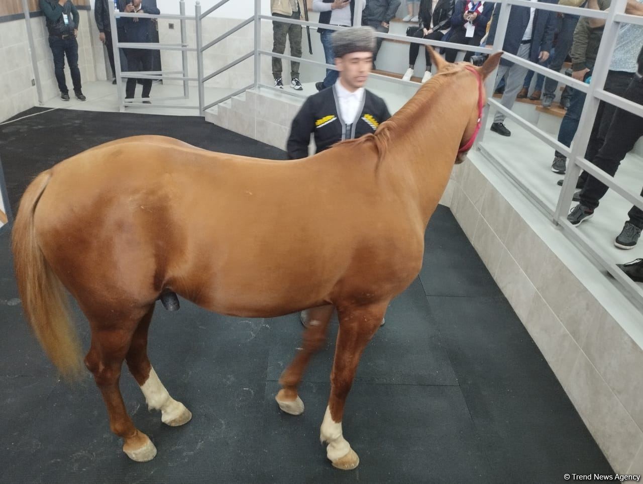 В Азербайджане впервые прошел аукцион по продаже карабахских скакунов (ФОТО)