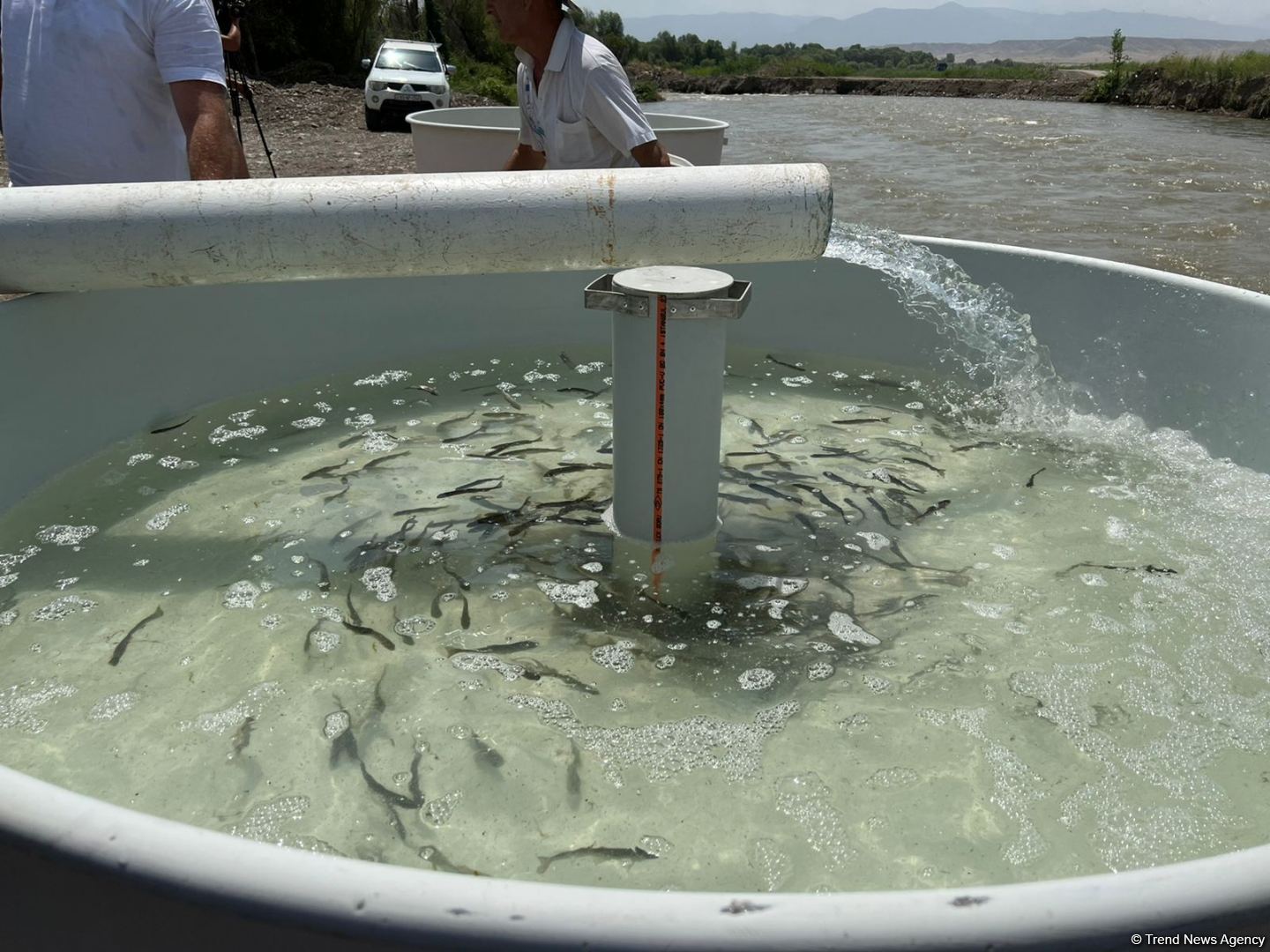 В реку Хакари в Зангилане выпущены мальки ручьевой форели (ФОТО)