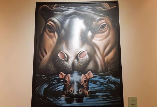 Гиппопотамы в Баку - путешествие по миру для борьбы с климатическими изменениями (ФОТО)