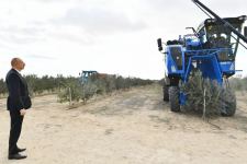 Президент Ильхам Алиев принял участие в открытии завода по переработке оливкового масла и столовых оливок в поселке Зиря (ФОТО/ВИДЕО)