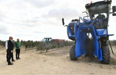 Президент Ильхам Алиев принял участие в открытии завода по переработке оливкового масла и столовых оливок в поселке Зиря (ФОТО/ВИДЕО)