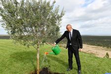 Президент Ильхам Алиев принял участие в открытии завода по переработке оливкового масла и столовых оливок в поселке Зиря (ФОТО/ВИДЕО)