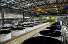 Президент Ильхам Алиев принял участие в открытии завода по переработке оливкового масла и столовых оливок в поселке Зиря (ФОТО/ВИДЕО)