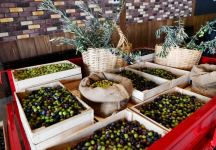 Президент Ильхам Алиев принял участие в открытии завода по переработке оливкового масла и столовых оливок в поселке Зиря (ФОТО/ВИДЕО)