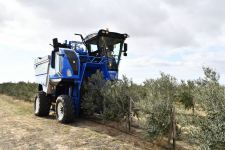 Президент Ильхам Алиев принял участие в открытии завода по переработке оливкового масла и столовых оливок в поселке Зиря (ФОТО/ВИДЕО)