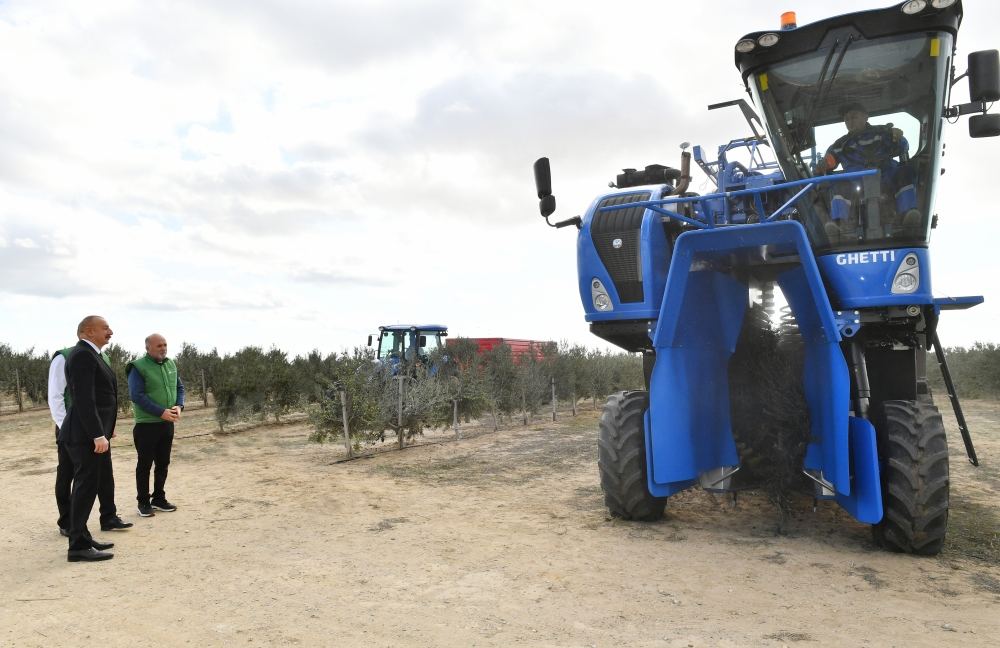 Президент Ильхам Алиев принял участие в открытии завода по переработке оливкового масла и столовых оливок в поселке Зиря (ФОТО/ВИДЕО)