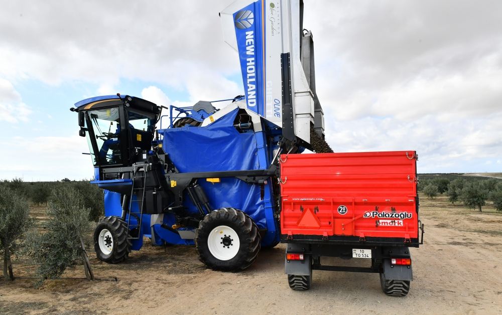 Президент Ильхам Алиев принял участие в открытии завода по переработке оливкового масла и столовых оливок в поселке Зиря (ФОТО/ВИДЕО)