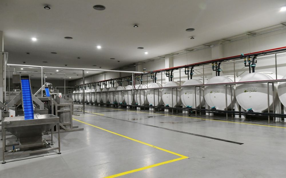 Президент Ильхам Алиев принял участие в открытии завода по переработке оливкового масла и столовых оливок в поселке Зиря (ФОТО/ВИДЕО)