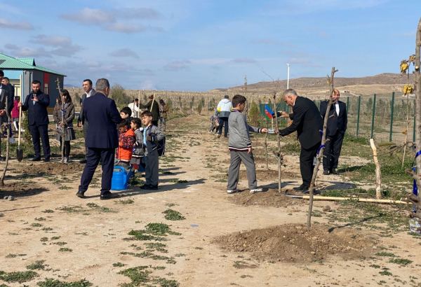В День Победы в селе Агалы Зангиланского района посадили фруктовые деревья (ФОТО)