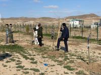 В День Победы в селе Агалы Зангиланского района посадили фруктовые деревья (ФОТО)