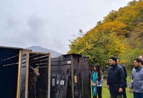 С участием вице-президента Фонда Гейдара Алиева Лейлы Алиевой в Исмаиллинском отделении Шахдагского национального парка состоялась церемония выпуска в дикую природу первых благородных оленей (ФОТО/ВИДЕО)