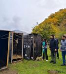 С участием вице-президента Фонда Гейдара Алиева Лейлы Алиевой в Исмаиллинском отделении Шахдагского национального парка состоялась церемония выпуска в дикую природу первых благородных оленей (ФОТО/ВИДЕО)