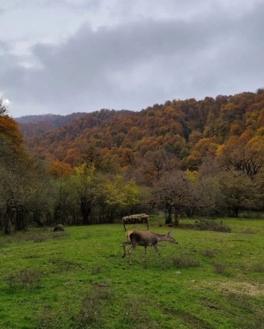 С участием вице-президента Фонда Гейдара Алиева Лейлы Алиевой в Исмаиллинском отделении Шахдагского национального парка состоялась церемония выпуска в дикую природу первых благородных оленей (ФОТО/ВИДЕО)