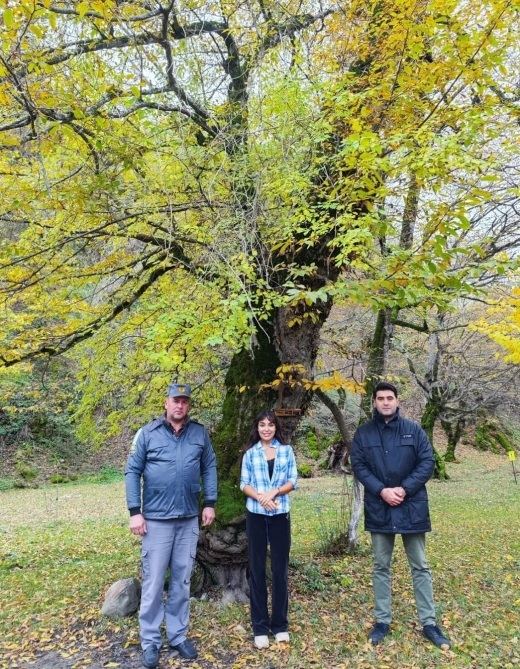 С участием вице-президента Фонда Гейдара Алиева Лейлы Алиевой в Исмаиллинском отделении Шахдагского национального парка состоялась церемония выпуска в дикую природу первых благородных оленей (ФОТО/ВИДЕО)