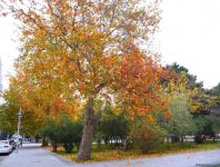 Бакинская осень - ФОТОСЕССИЯ