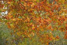 Бакинская осень - ФОТОСЕССИЯ