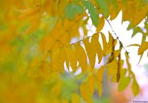 Бакинская осень - ФОТОСЕССИЯ