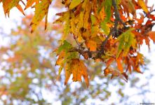 Бакинская осень - ФОТОСЕССИЯ