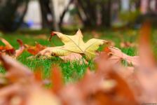 Бакинская осень - ФОТОСЕССИЯ