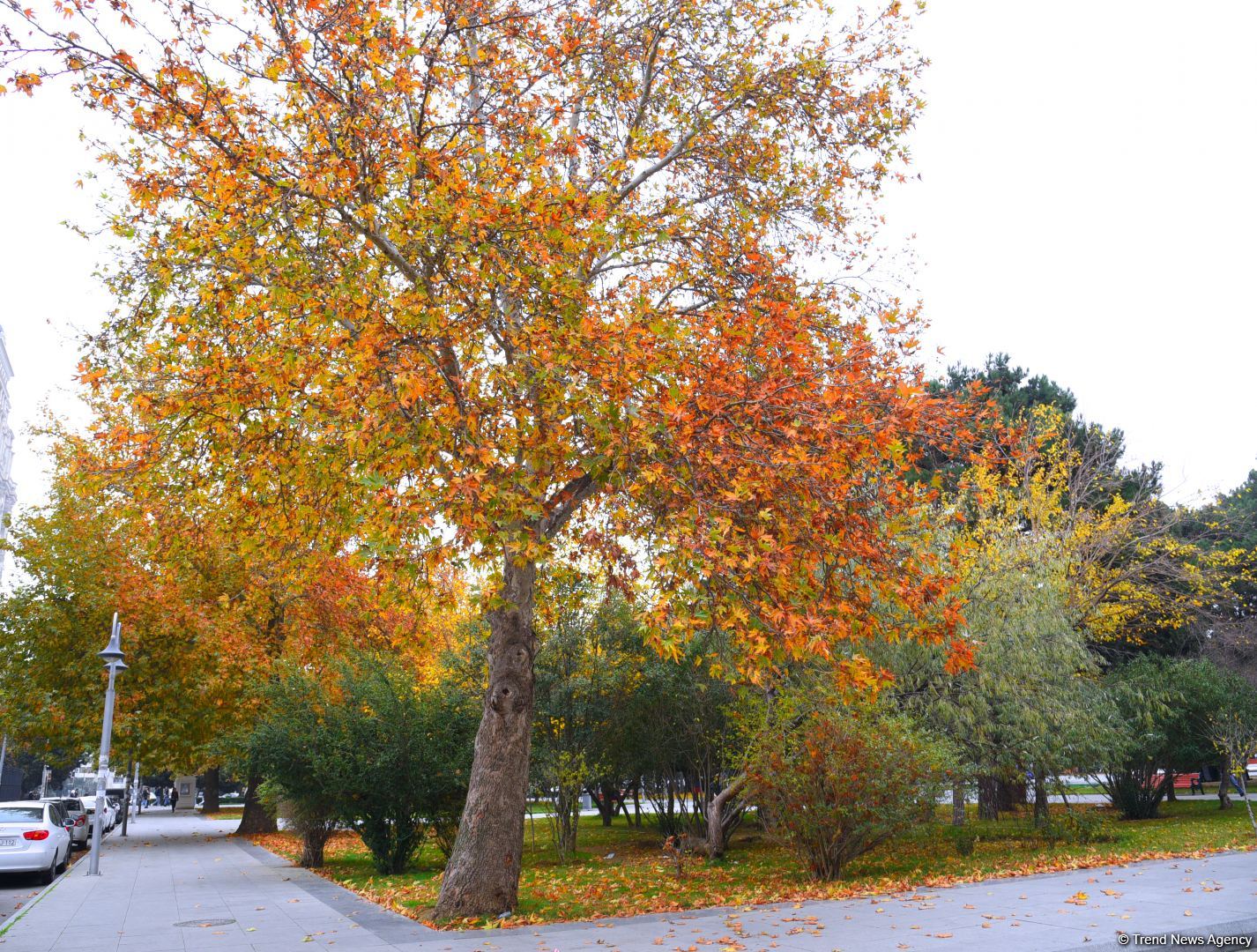 Бакинская осень - ФОТОСЕССИЯ