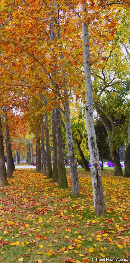 Бакинская осень - ФОТОСЕССИЯ