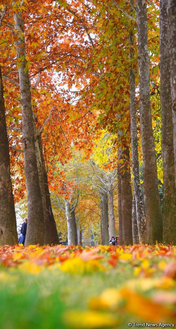Бакинская осень - ФОТОСЕССИЯ