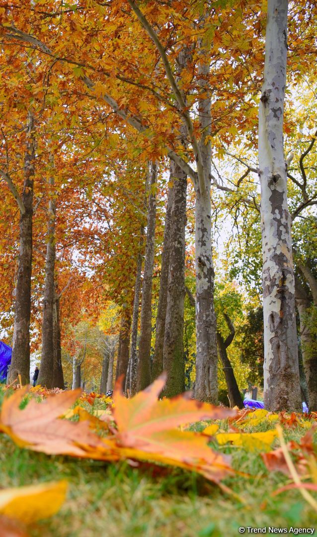 Бакинская осень - ФОТОСЕССИЯ