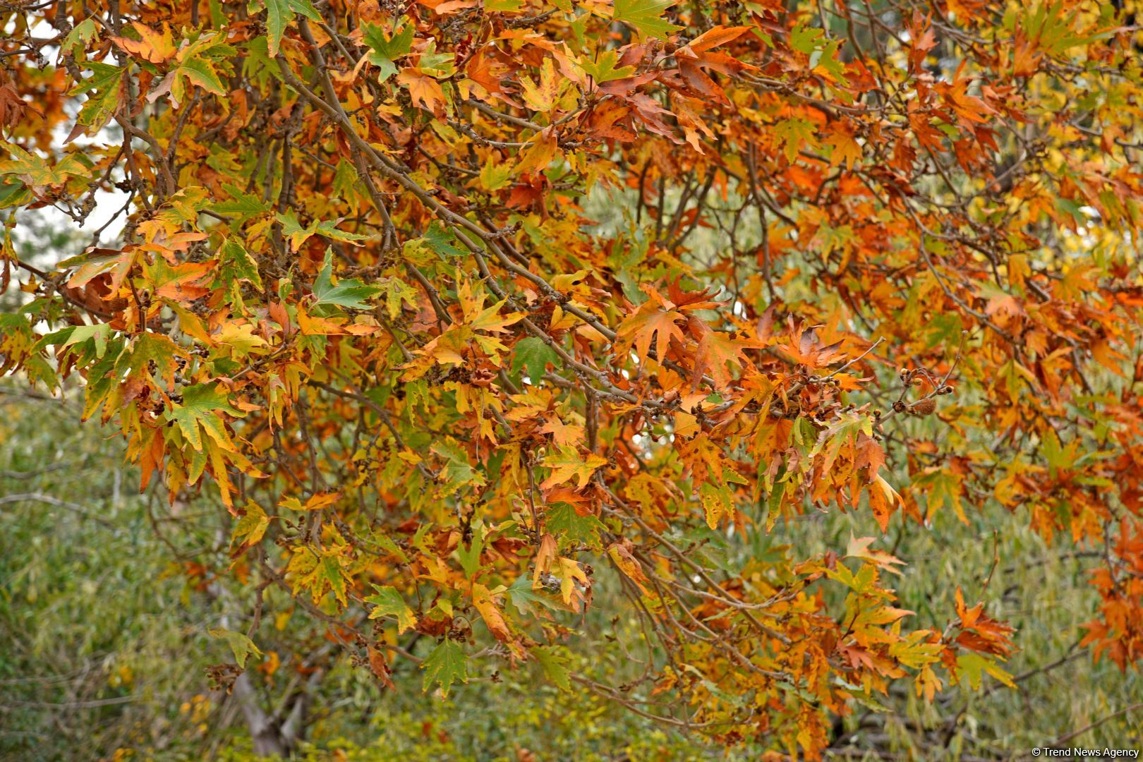 Бакинская осень - ФОТОСЕССИЯ
