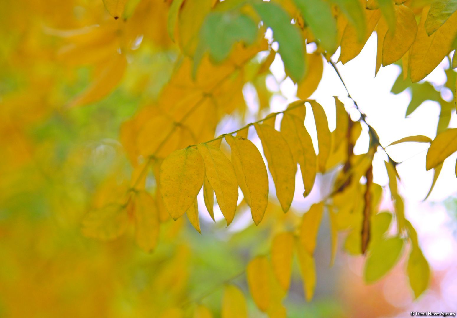 Бакинская осень - ФОТОСЕССИЯ