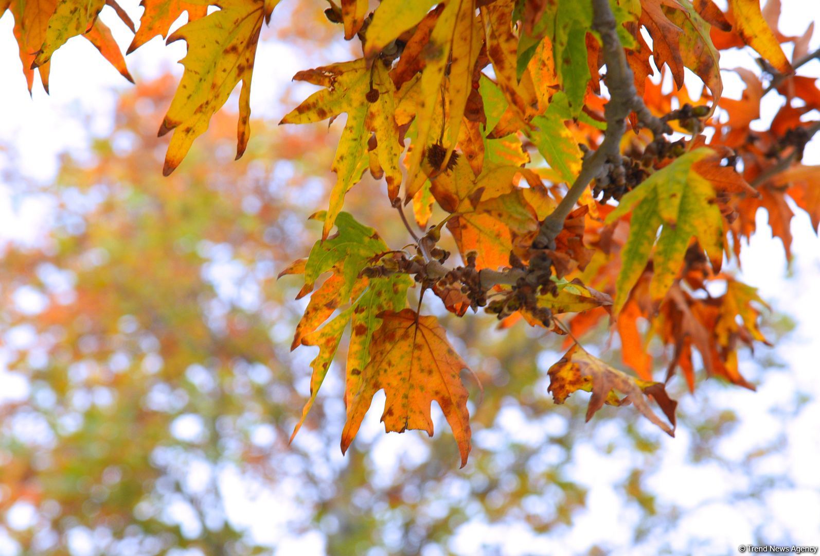 Бакинская осень - ФОТОСЕССИЯ
