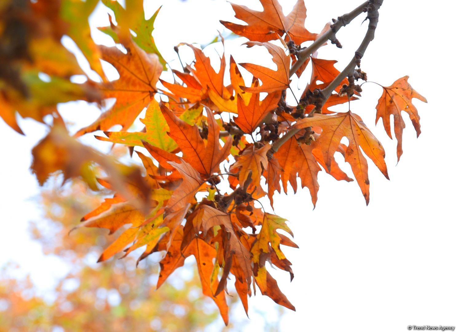 Бакинская осень - ФОТОСЕССИЯ