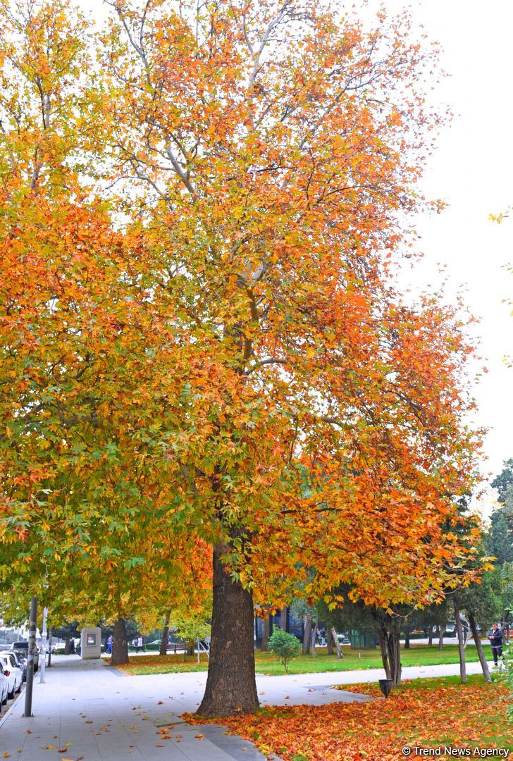 Бакинская осень - ФОТОСЕССИЯ