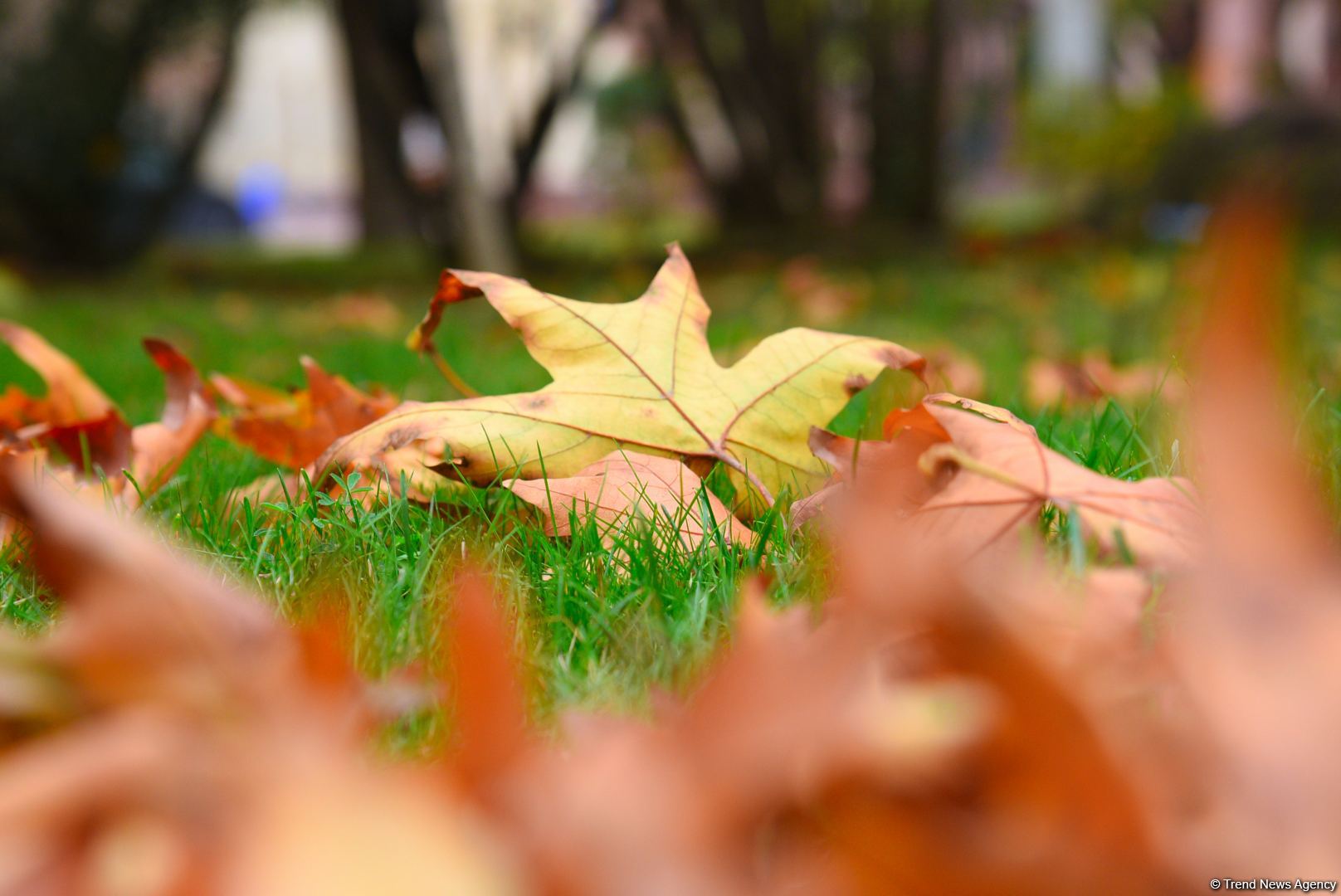 Бакинская осень - ФОТОСЕССИЯ