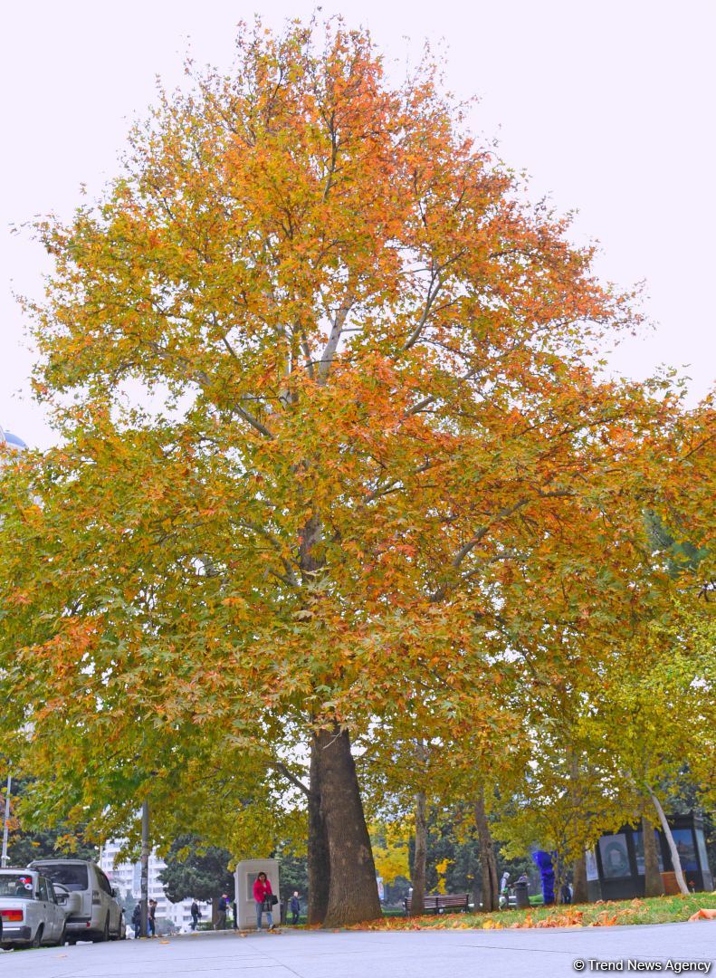 Бакинская осень - ФОТОСЕССИЯ