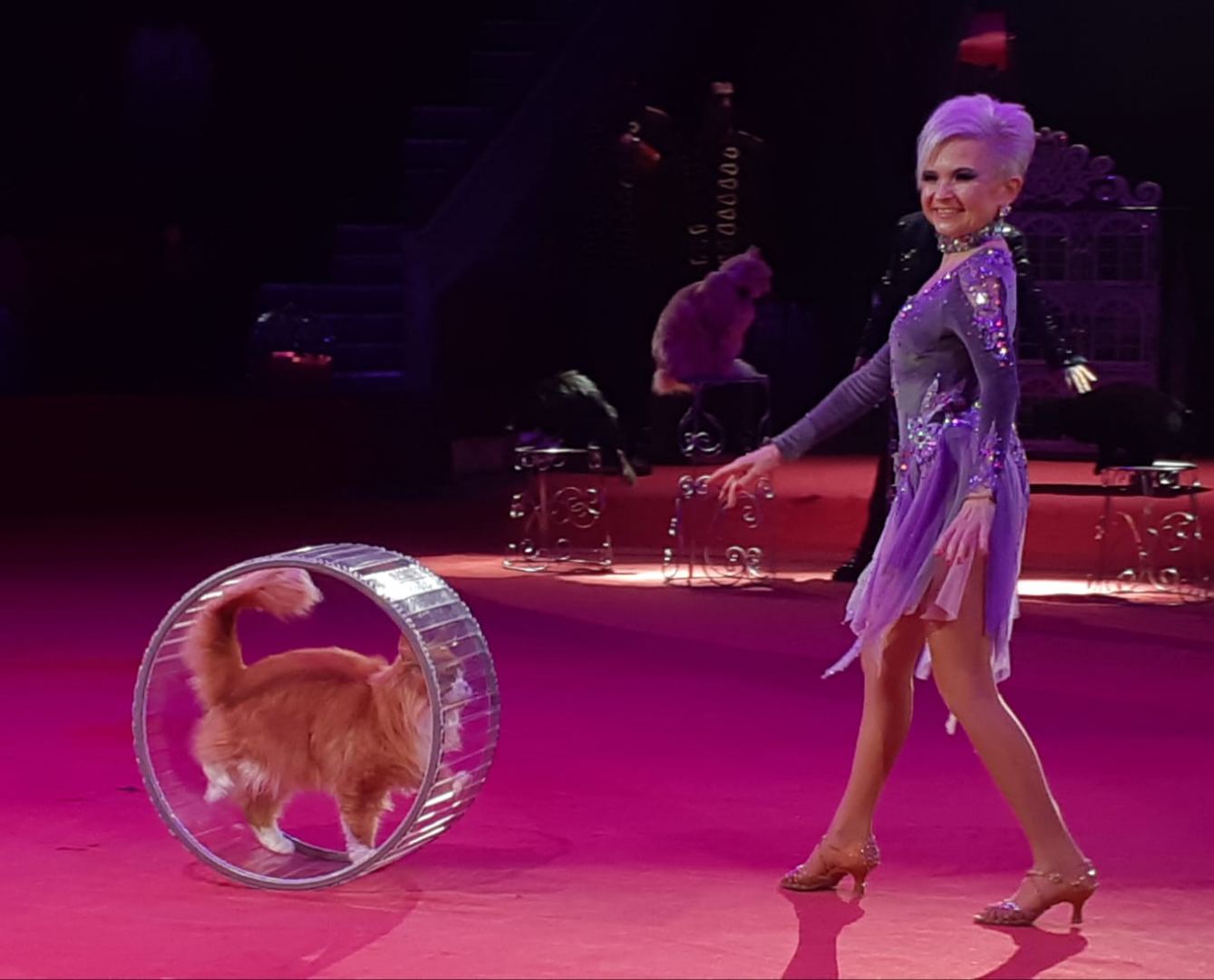 "Королевство зеркал" - время чудес в Бакинском цирке (ФОТО/ВИДЕО)