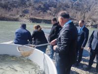 В реку Хакари выпущены ручьевые форели (ФОТО)