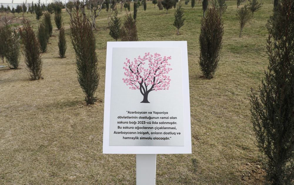 Стартовала кампания по посадке деревьев "Зеленый марафон 2023" (ФОТО)