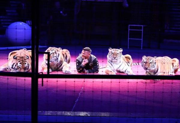 Шоу с тигрицей в прямом эфире азербайджанского телеканала (ВИДЕО)