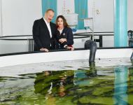 Президент Ильхам Алиев и Первая леди Мехрибан Алиева ознакомились с условиями, созданными в хозяйстве по разведению осетровых рыб ООО Azerbaijan Fish Farm в селе Еникенд Нефтчалинского района (ФОТО/ВИДЕО)