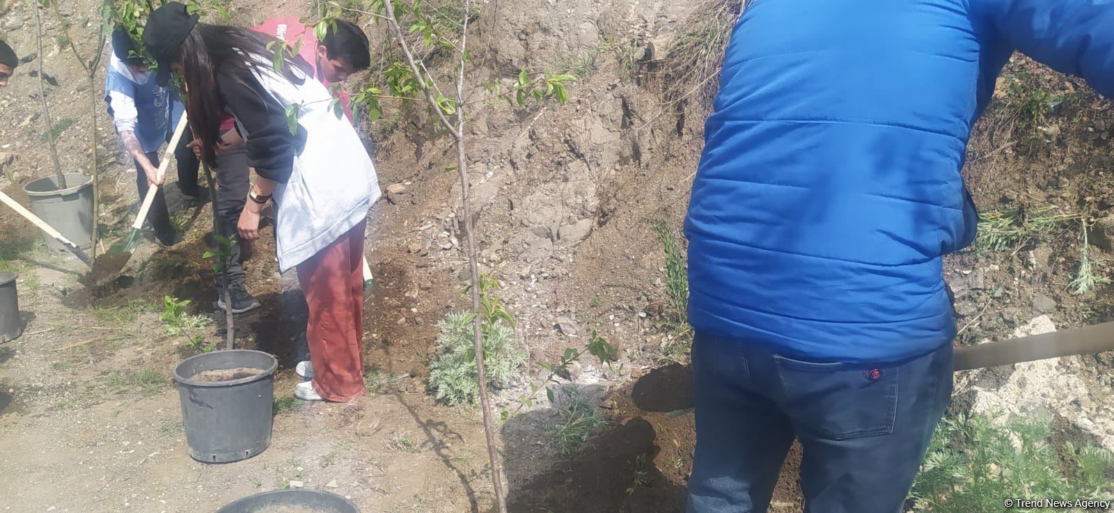 Экоактивисты посадили деревья на месте временно приостановленной акции на дороге Лачин-Ханкенди (ФОТО)